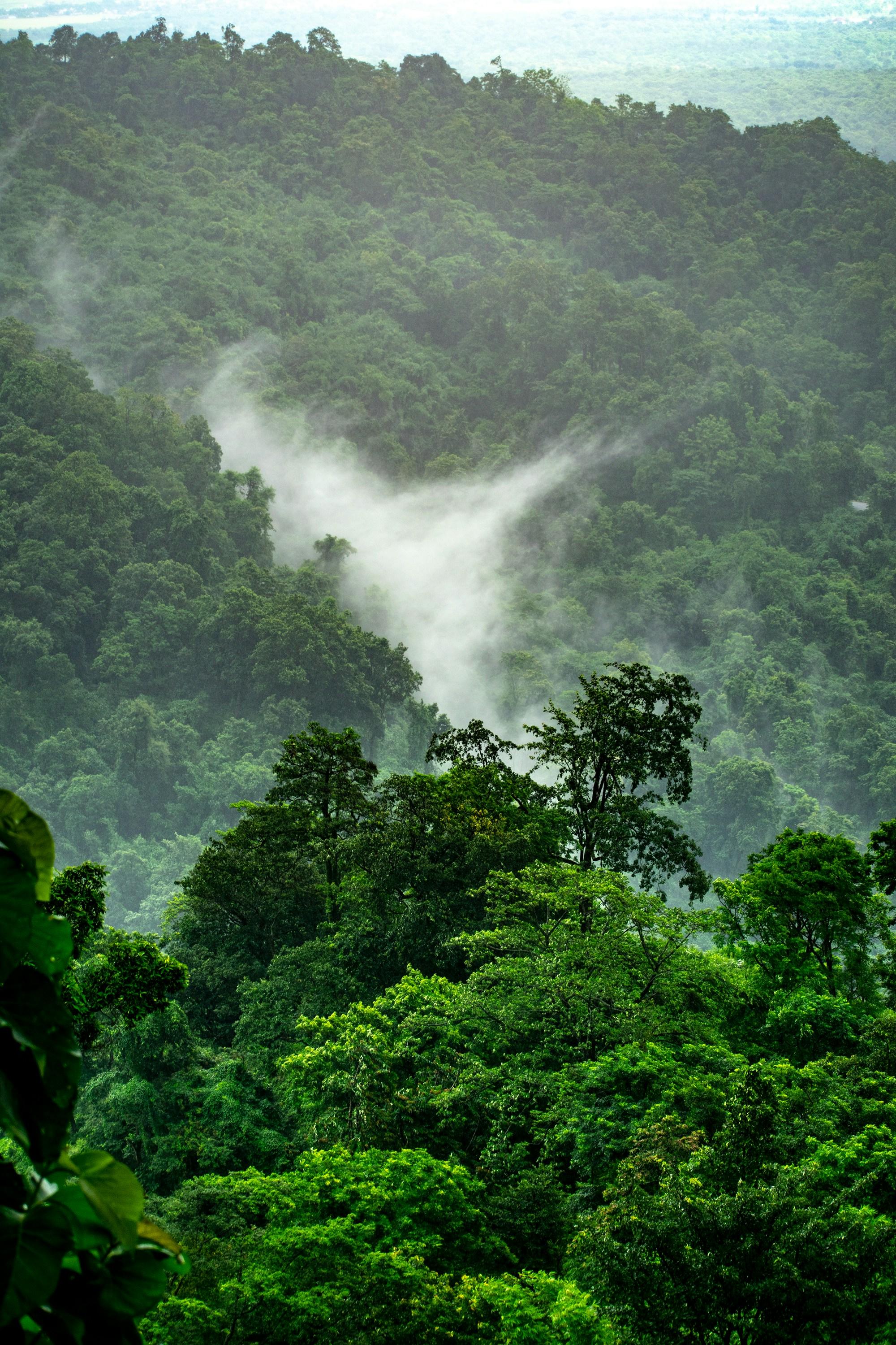 rainforest stock image
